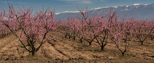 Apfelblüte Nordmazedonien