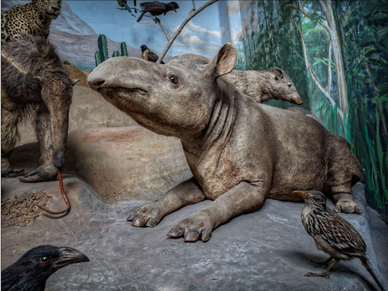 02-tapir-suedamerika-diorama.jpg